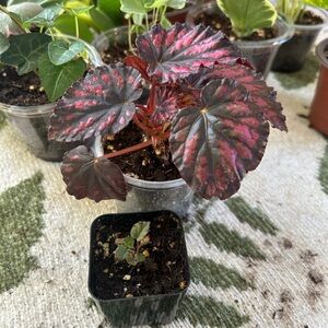 Rex begonia WATCH ME GROW